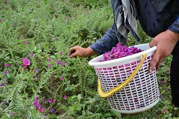 تکمیل زنجیره ارزش؛ ضرورت ارتقای تولید گیاهان دارویی